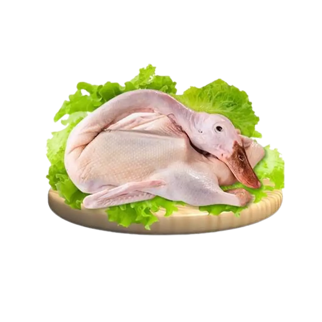 Vịt Trời Sống