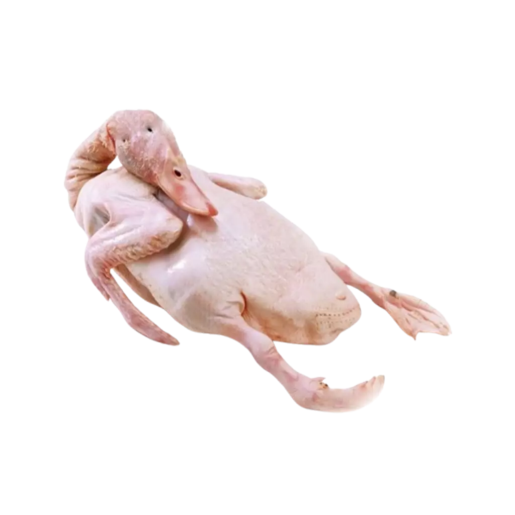 Vịt Xiêm Sống
