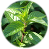 Hạt giống dược liệu